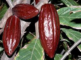 Trái cacao - trồng nhiều ở Miền Tây Nam Bộ Images?q=tbn:ANd9GcRkOaX6wylffP0-s7rAX11evqEUgR5UXeSK1L55mtsh0aiBkGE&t=1&usg=__Vi1r_C3GjDeG1qamc20caLhvyO4=