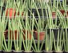 Typically, the <b>Sansevieria</b>