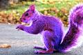 PURPLE SQUIRREL Found: Is it real?