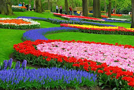 مهرجان الزهور في هولندا. Images?q=tbn:ANd9GcRlsbvpwzZgDg0m4Kovm4iPRdGRVVpKu7CfSRAn7JCU6NzrgA2H