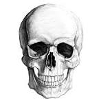 <b>Skull</b> Pencil Drawing