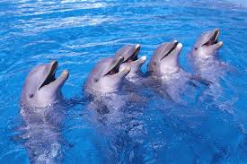 La Comunidad Científica reconoce que las ballenas y delfines son "personas no humanas" Images?q=tbn:ANd9GcRmVTsXRLYwX0cd6u-ZoFeFnYxOWXt6qkbOrq5owUzylFi7XKjG