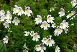 File:<b>Euphrasia</b> rostkoviana