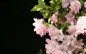 pink flowers Images?q=tbn:ANd9GcRmlifFu0QWMWlLc6KEFmv3H78FTAv9VxMFQ4BBYqKu9cSpTPje