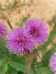 Image result for "Mimosa disperma"