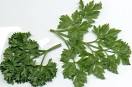 Parsley <b>Petroselinum</b> crispum
