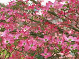 pink flowers - Page 6 Images?q=tbn:ANd9GcRpBVefASgU8uOJVIdlPU7VR0zQIOIeBvrrgAvyF-fnxfpA1pWqXg