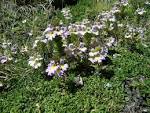 File:<b>Euphrasia</b> alpina