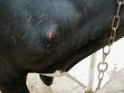 File:Bovine verminous haemorrhagic dermatitis beginning nodule.jpg ...