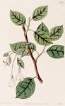 <b>Styracaceae</b> Dum.
