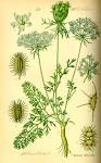 File:Illustration <b>Daucus</b>