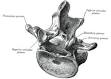 <b>Lumbar vertebrae</b>