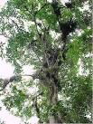 <b>Cedrela</b> odorata