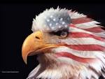 Wonderful American Eagle Flag - 1024x768 pixel Wallpaper #29430 ...