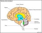 The Corpus Striatum, Rhinencephalon, Connecting Fibers, and