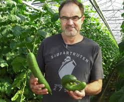 Hans Bürki baut Beeren und Gemüse an / 1,2 Millionen Setzlinge werden pro Jahr gepflanzt