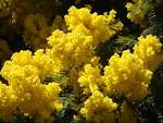 File:<b>Mimosa</b> Colombe d'Or Saint