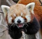 Red panda is very amused | Teh Cute - Cute puppies, cute kittens ...