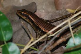 Image result for Eutropis cuprea