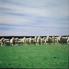 Lamb numbers up but small | Otago Daily Times Online News : Otago ...