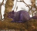 Pete the PURPLE SQUIRREL leaves animal lovers baffled | Mail Online