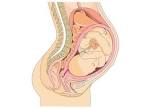 Build your own <b>pregnancy</b>