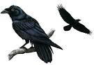 Common RAVENS, Common Raven Pictures, Common Raven Facts ...