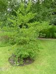 (<b>Styracaceae</b>) Plant.JPG