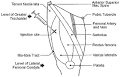 Neonatal Handbook