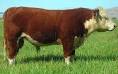 Animal Industry Services, Bovine Trichomoniasis: Oklahoma ...