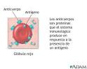 <b>Anticuerpos</b>