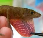 Image result for Anolis wampuensis