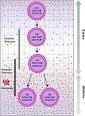 Cytotoxic <b>T</b> cell - Wikipedia, the free encyclopedia