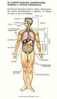 <b>CUERPO HUMANO</b>: LOS HUESOS Y EL