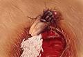The <b>screwworm</b> had been a