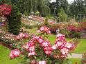 ROSE GARDENING >> Rose Gardening Tips | Rose Gardening Guide!