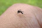 Chikungunya Infecting South Pacific Populations | Voice Chronicle