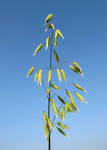 File:<b>Avena sativa</b> II.jpg
