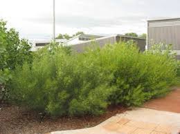 Image result for "Acacia gonocarpa"