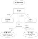 <b>Azathioprine</b> Official FDA information, side effects and uses.