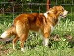File:Sable and White Female OTFS Dog.JPG - Wikimedia Commons