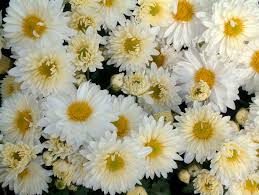 Les chrysanthèmes blancs - 白菊花