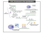 File:FISH (Fluorescent <b>In Situ</b>