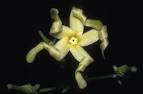 <b>Cryptolepis</b> sanguinolenta