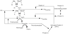 Activated <b>Protein C</b> is