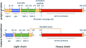 <b>Protein C</b> - Wikipedia