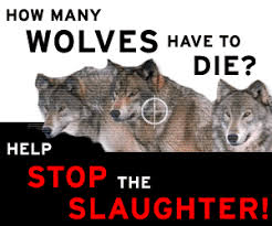 “America's wolves are facing a “America's wolves are facing a
