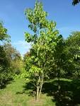 (<b>Bignoniaceae</b>) (tree).JPG