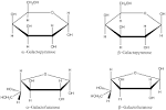 File:<b>Galactose</b> cyclic Haworth.