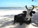 Photo of the Moment: Bovine Beachcombing, Madagascar